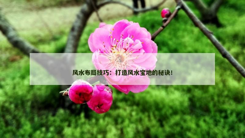 风水布局技巧：打造风水宝地的秘诀！