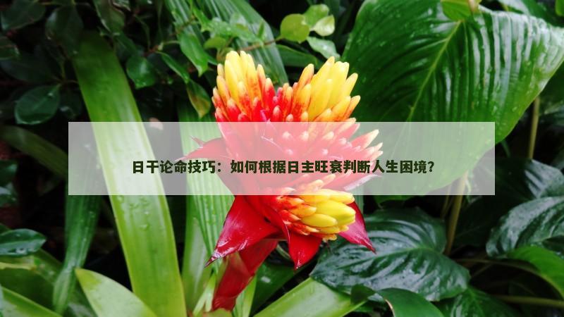日干论命技巧：如何根据日主旺衰判断人生困境？