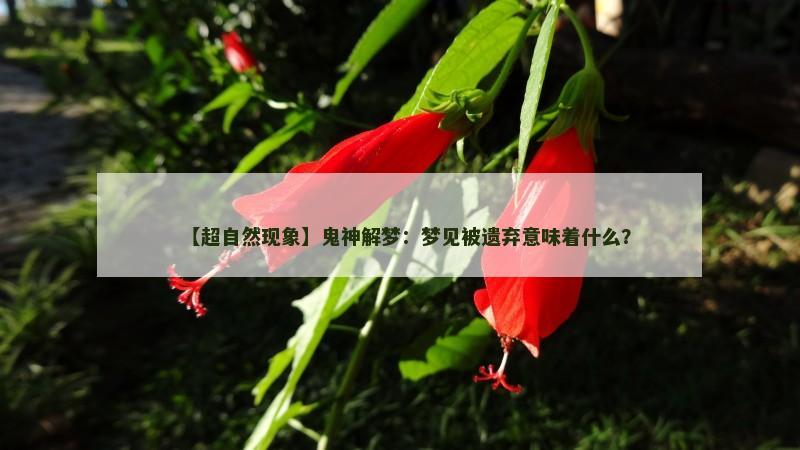 【超自然现象】鬼神解梦：梦见被遗弃意味着什么？