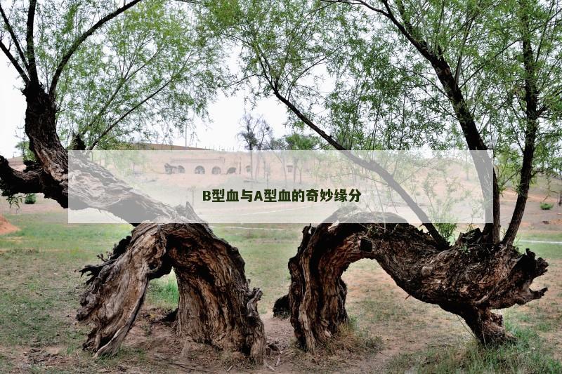 B型血与A型血的奇妙缘分
