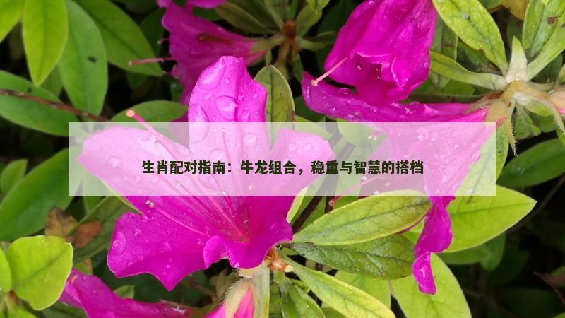 生肖配对指南：牛龙组合，稳重与智慧的搭档