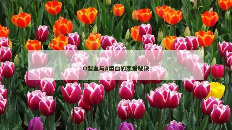 O型血与A型血的恋爱秘诀