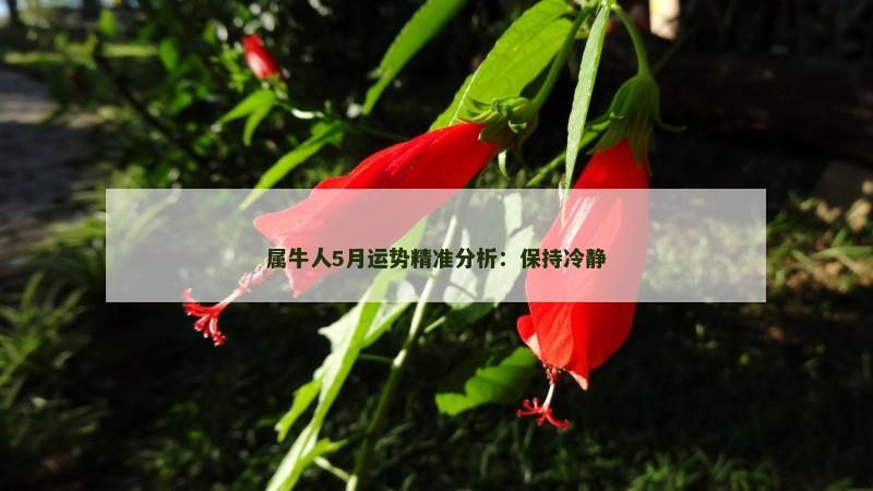 属牛人5月运势精准分析：保持冷静