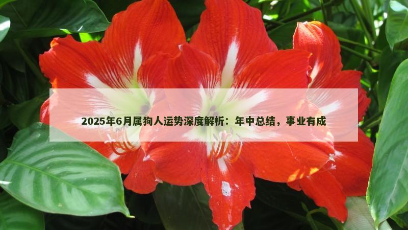 2025年6月属狗人运势深度解析：年中总结，事业有成