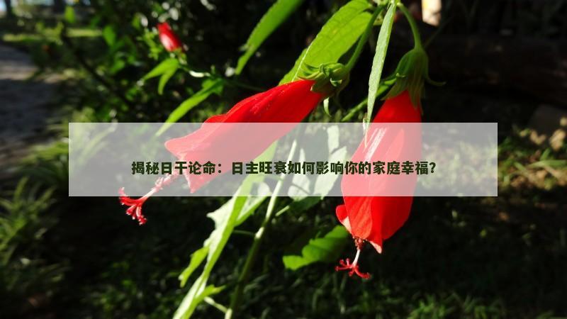 揭秘日干论命：日主旺衰如何影响你的家庭幸福？