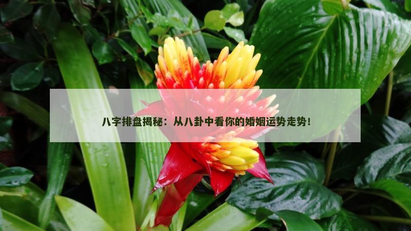 八字排盘揭秘：从八卦中看你的婚姻运势走势！