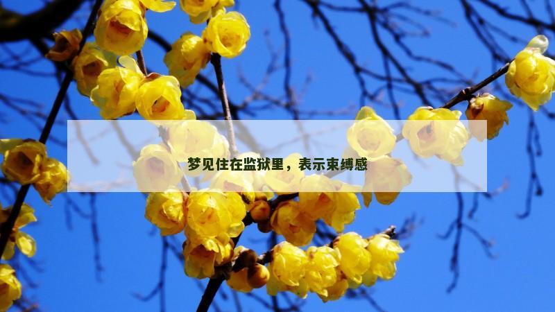 梦见住在监狱里,表示束缚感